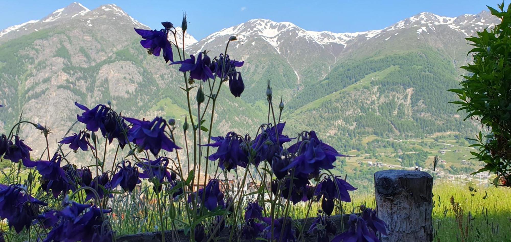 Chalet Schneevogul Grächen Εξωτερικό φωτογραφία