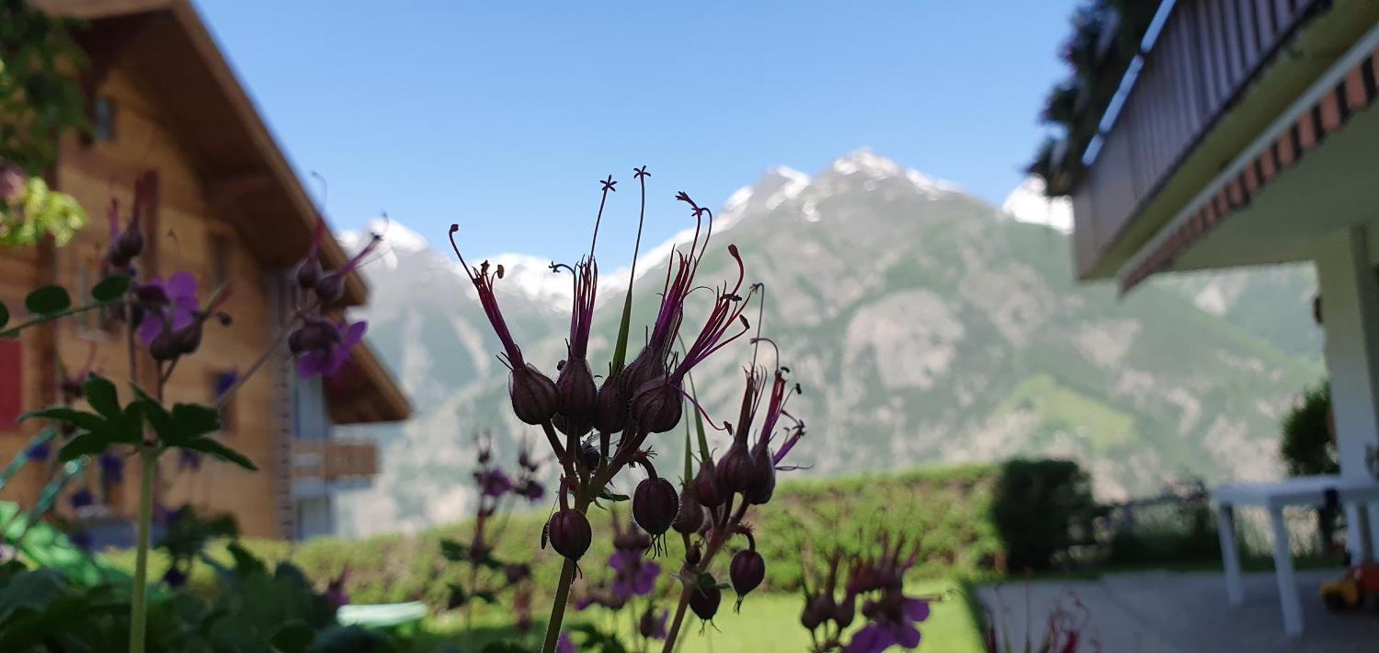 Chalet Schneevogul Grächen Εξωτερικό φωτογραφία